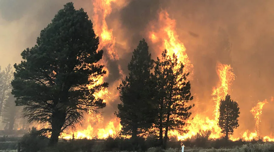 Wildfire